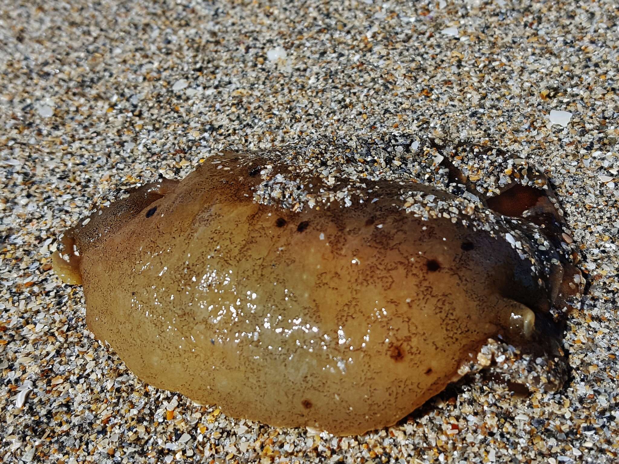 Image of Black-tailed sea hare