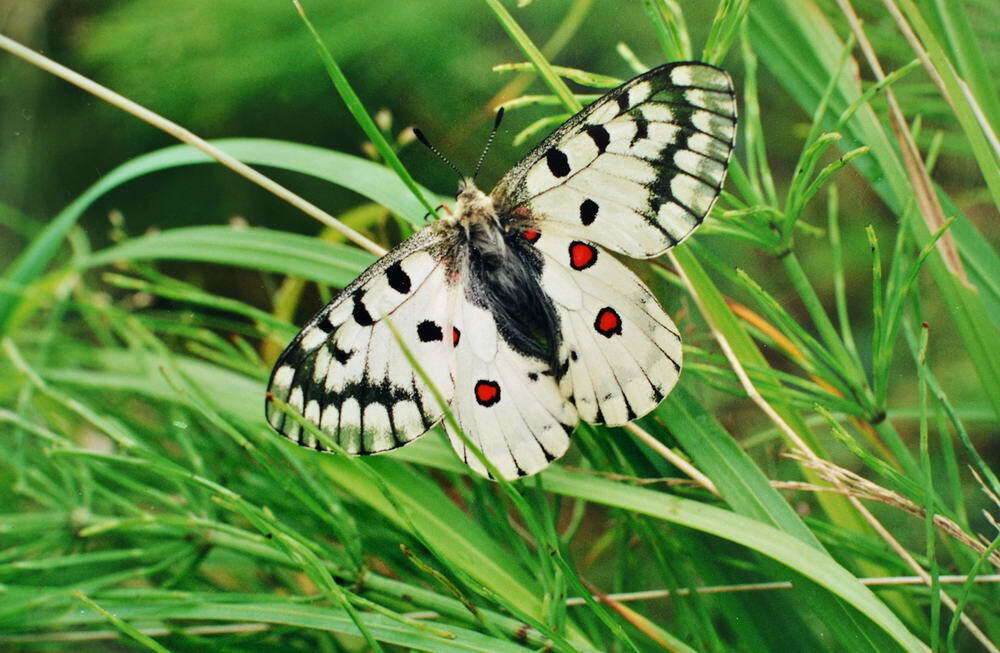 Parnassius bremeri Bremer 1864 resmi