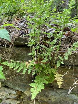 Imagem de Woodsia obtusa subsp. obtusa