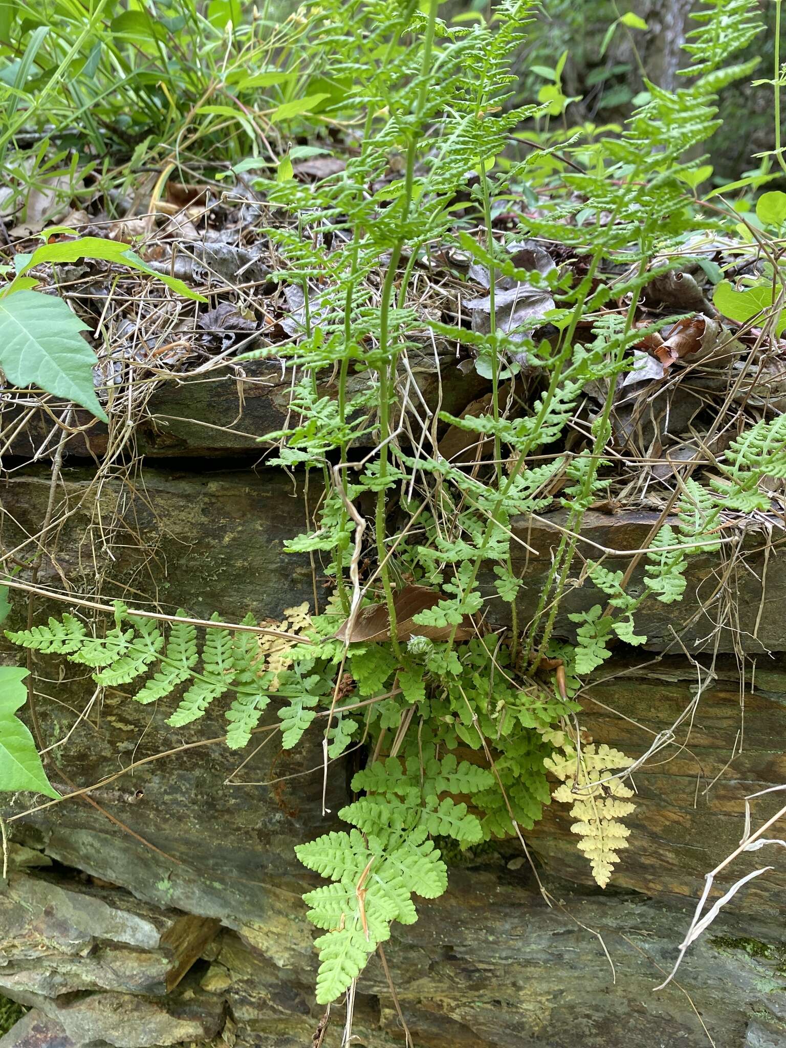 Sivun Woodsia obtusa subsp. obtusa kuva