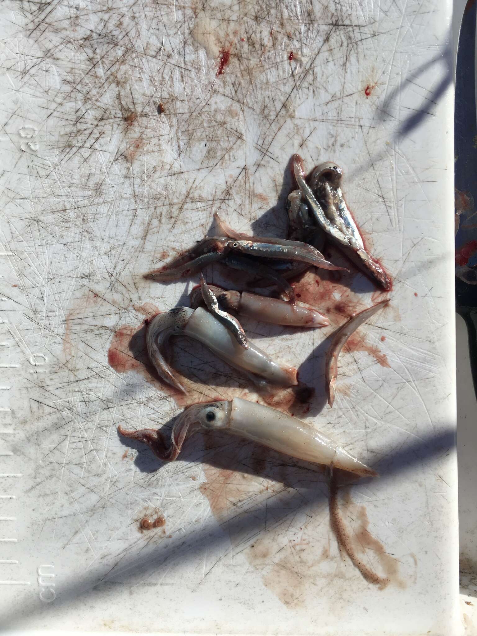 Image of Australian anchovy