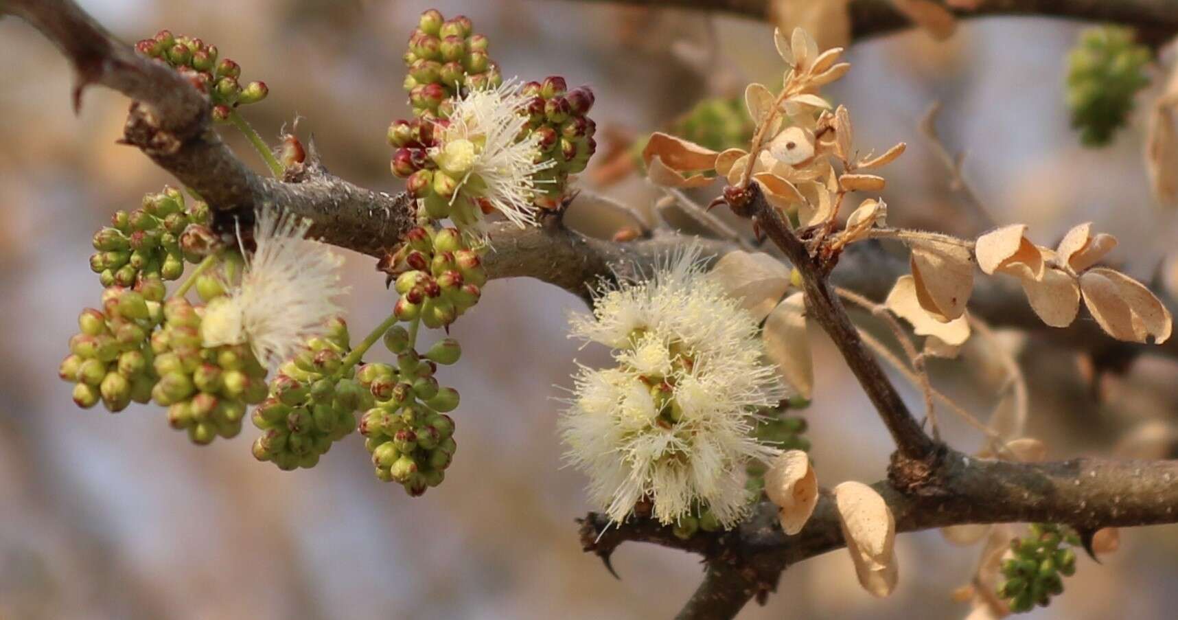 Sivun Senegalia mellifera subsp. detinens (Burch.) Kyal. & Boatwr. kuva