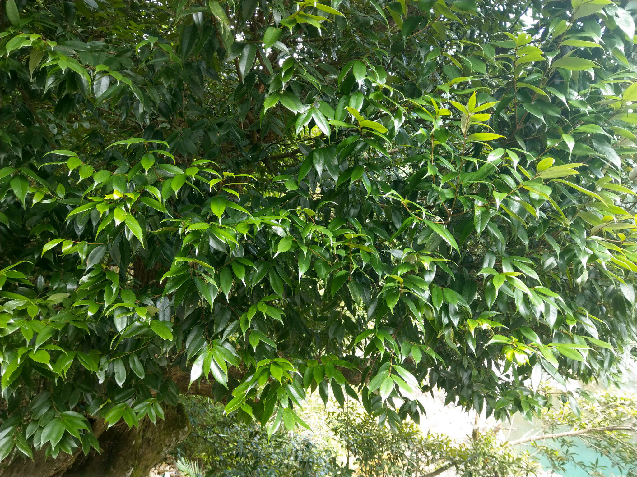 صورة Lithocarpus uraianus (Hayata) Hayata