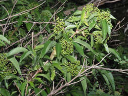 Image of Sambucus tigranii Troitsky