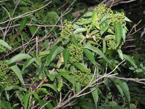 Imagem de Sambucus tigranii Troitsky