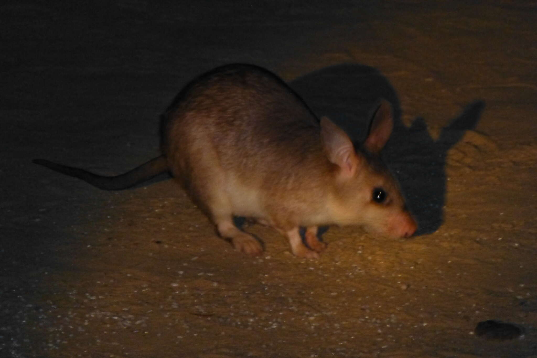 Image of Malagasy Giant Jumping Rat