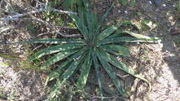 Image of Runyon's huaco