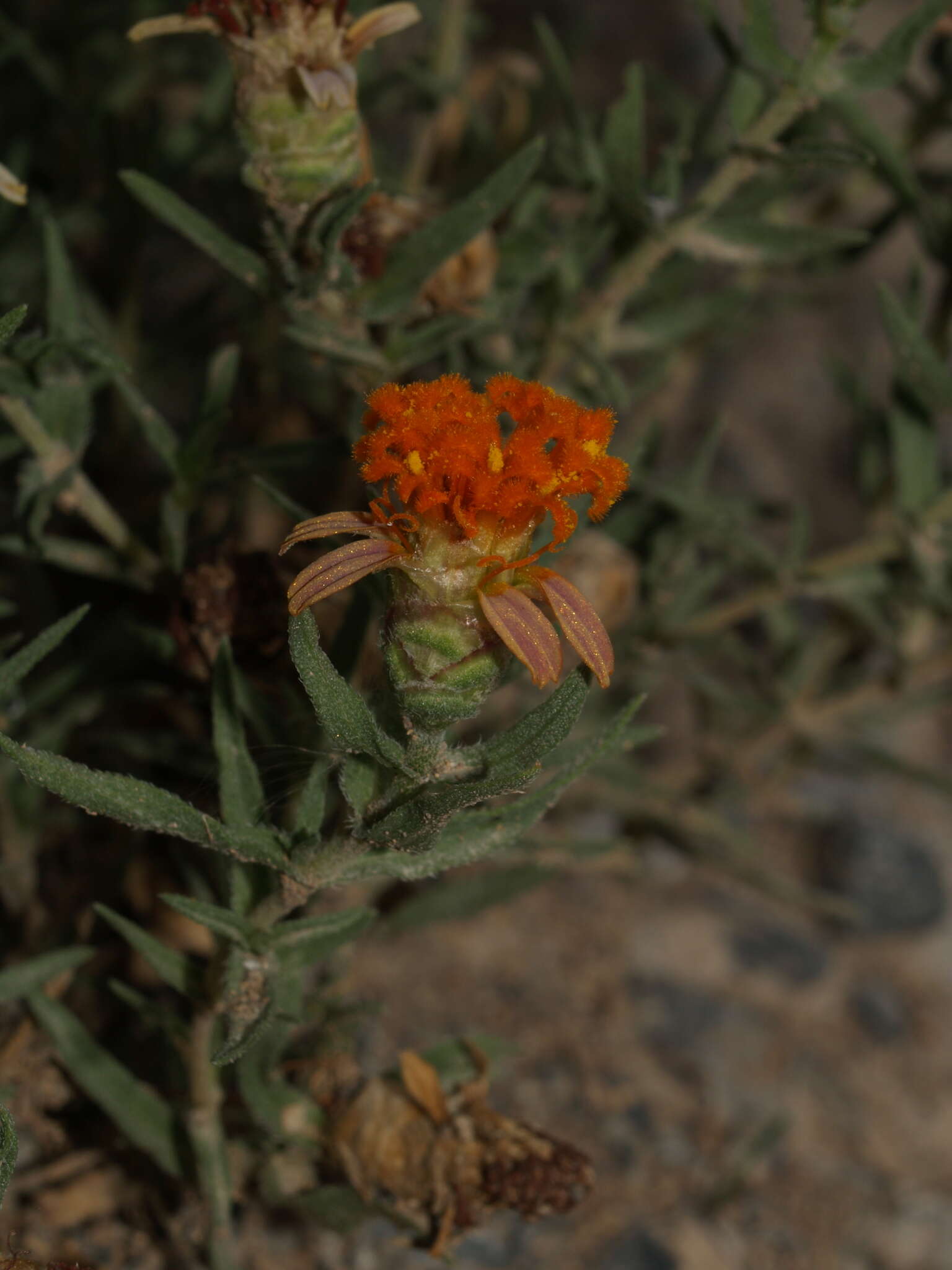 Image of shortray zinnia