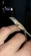 Image of Grass Anole