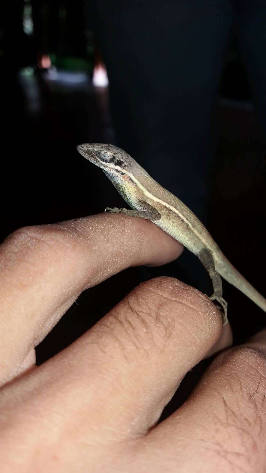 Image of Grass Anole