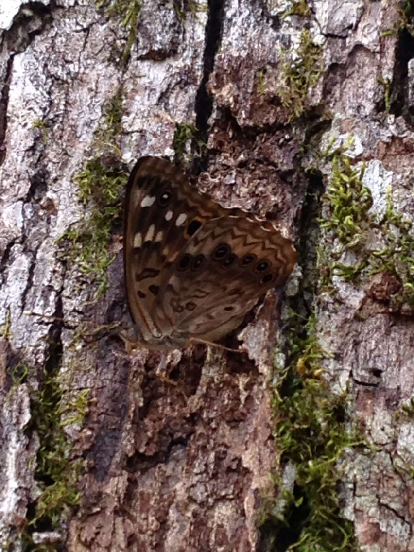 Image of Hackberry Emperor