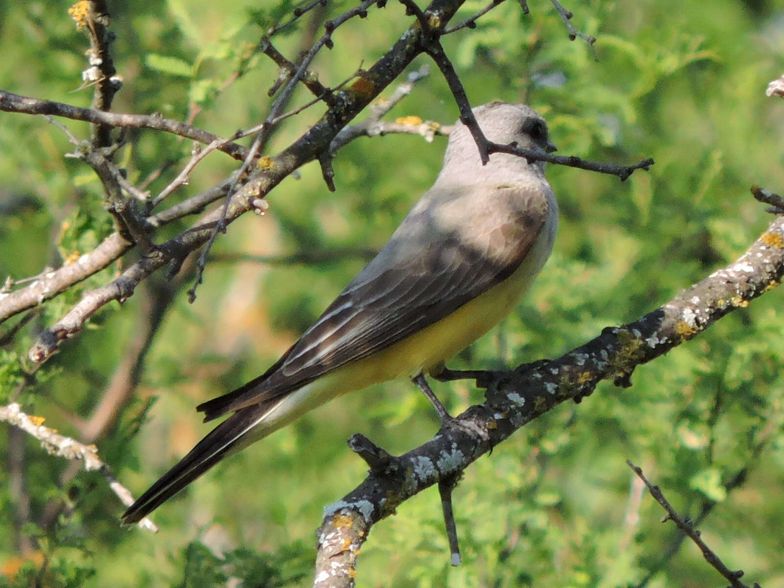 Image of Western Kingbird