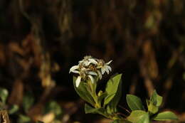 Image of Verbesina centroboyacana S. Díaz-Piedrahíta