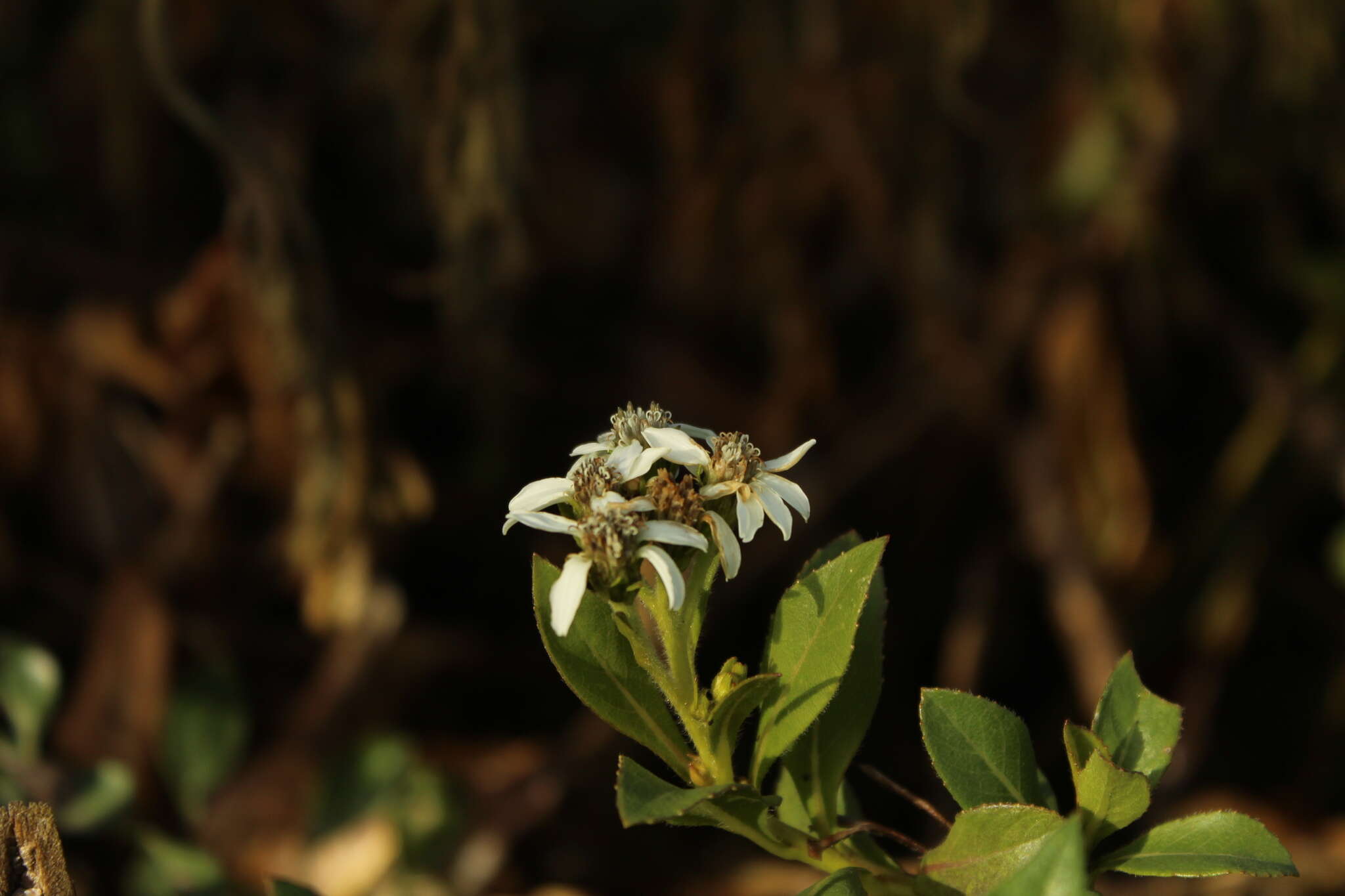 Verbesina centroboyacana S. Díaz-Piedrahíta的圖片