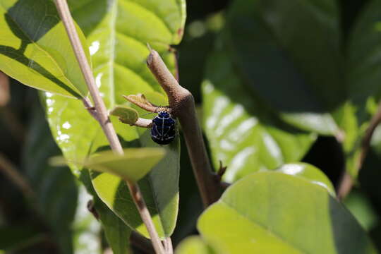 Image of Murgantia violascens (Westwood 1837)