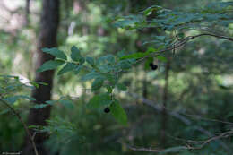 Lonicera nigra L. resmi