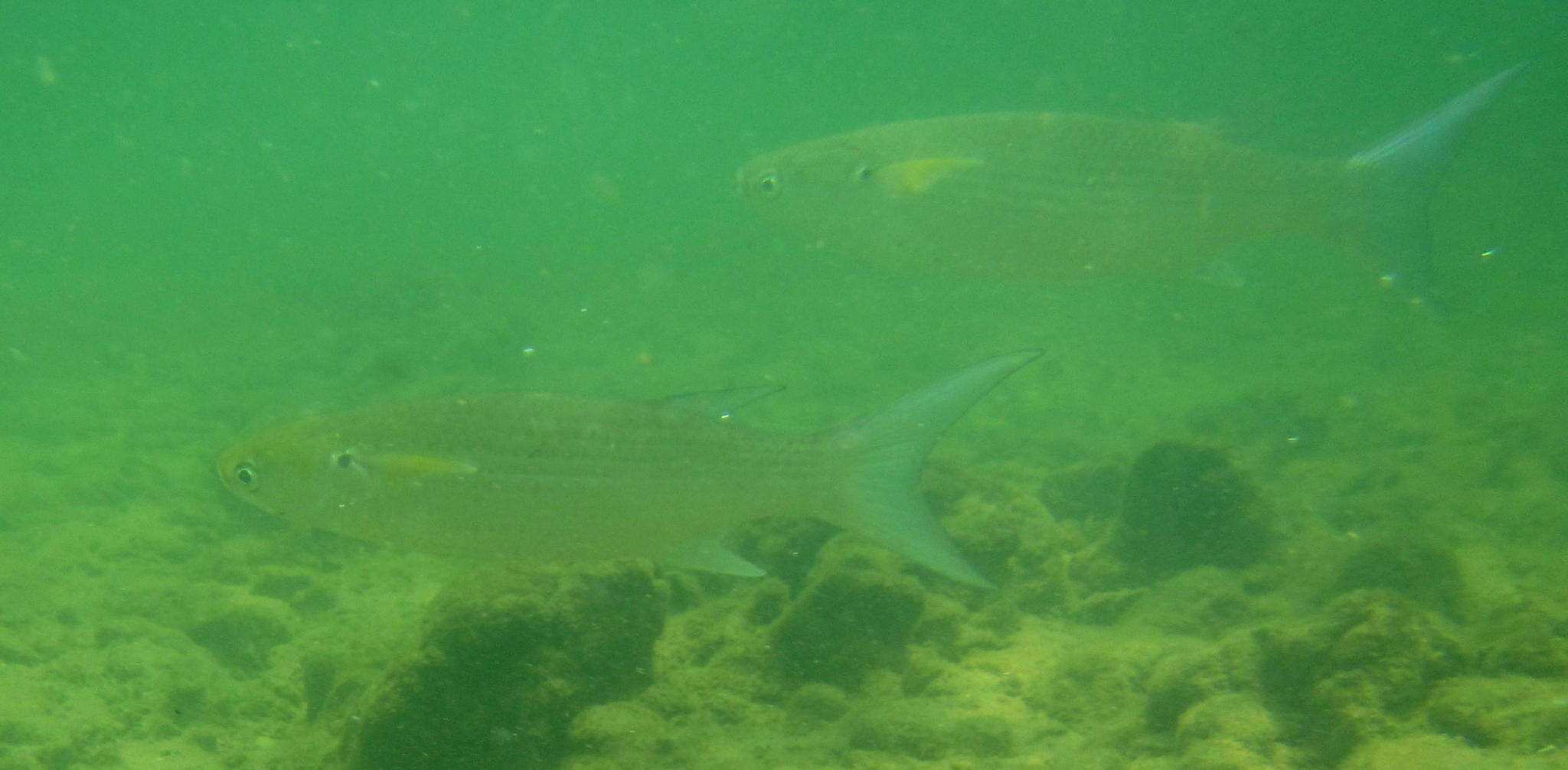 Image of Blue tail mullet