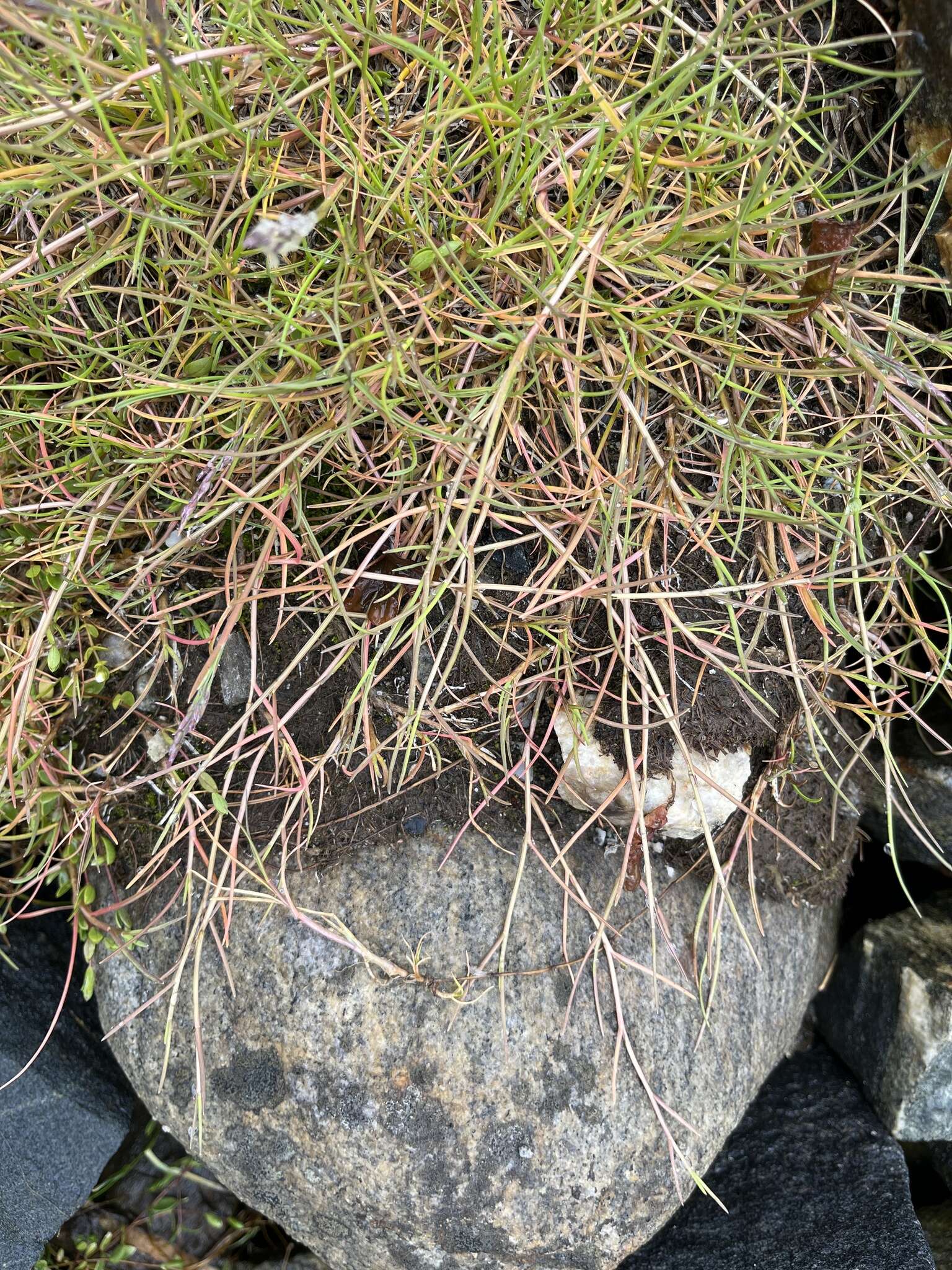 Image of Creeping Alkali Grass