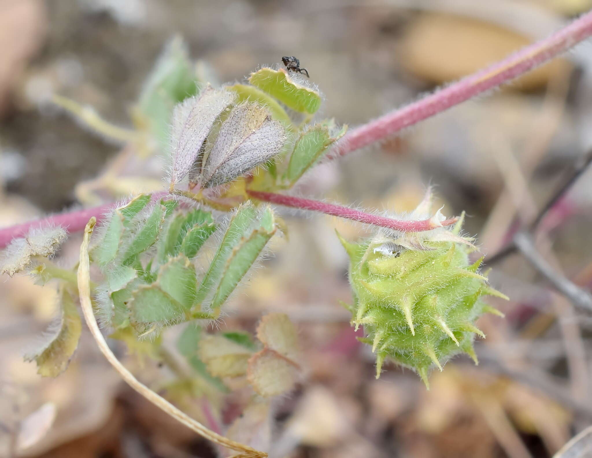 Image of Tifton burclover