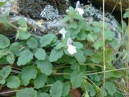 Image of Stachys corsica Pers.