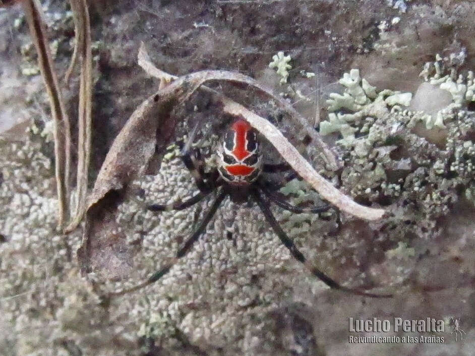 Latrodectus mirabilis (Holmberg 1876)的圖片