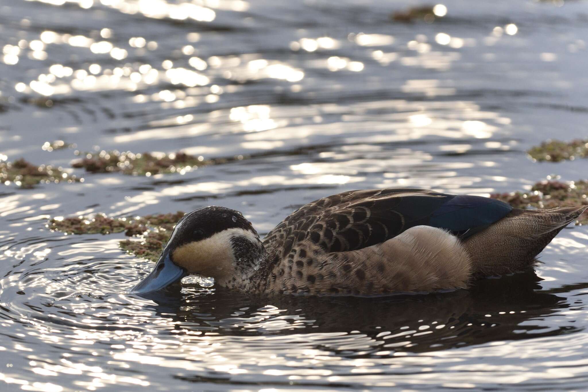 Image of Blue-billed Teal