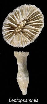 Image of cup coral