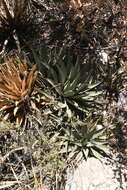 Image de Agave gracilipes Trel.