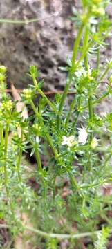 Image of Asperula conferta Hook. fil.