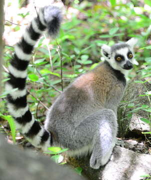 Слика од Lemur Linnaeus 1758