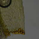 Image of daltonia moss
