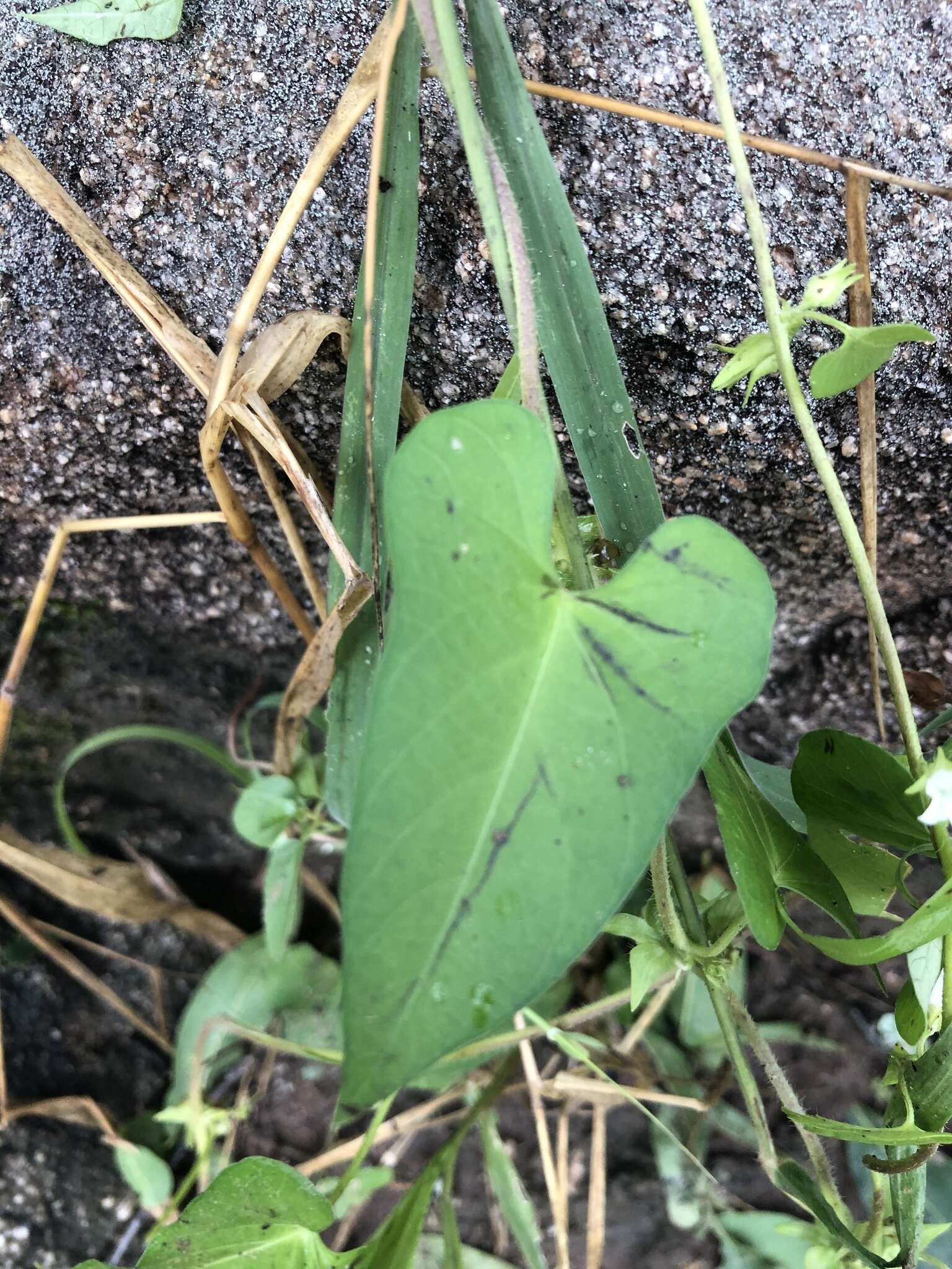 Image of Ipomoea biflora (L.) Pers.