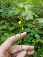 Image of soft agrimony