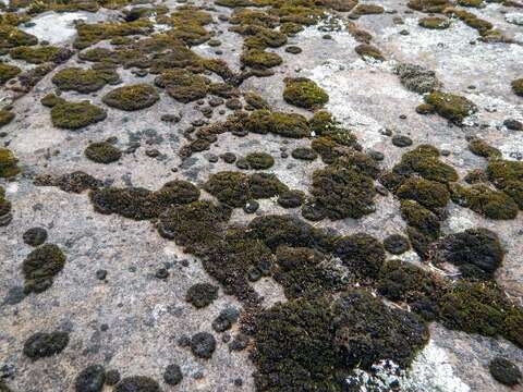 Image of onecolor dry rock moss