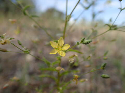 Image of glandular dwarf-flax