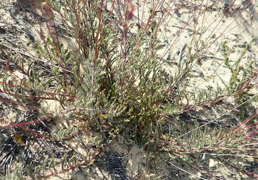 Image of Lobelia chamaepitys var. chamaepitys