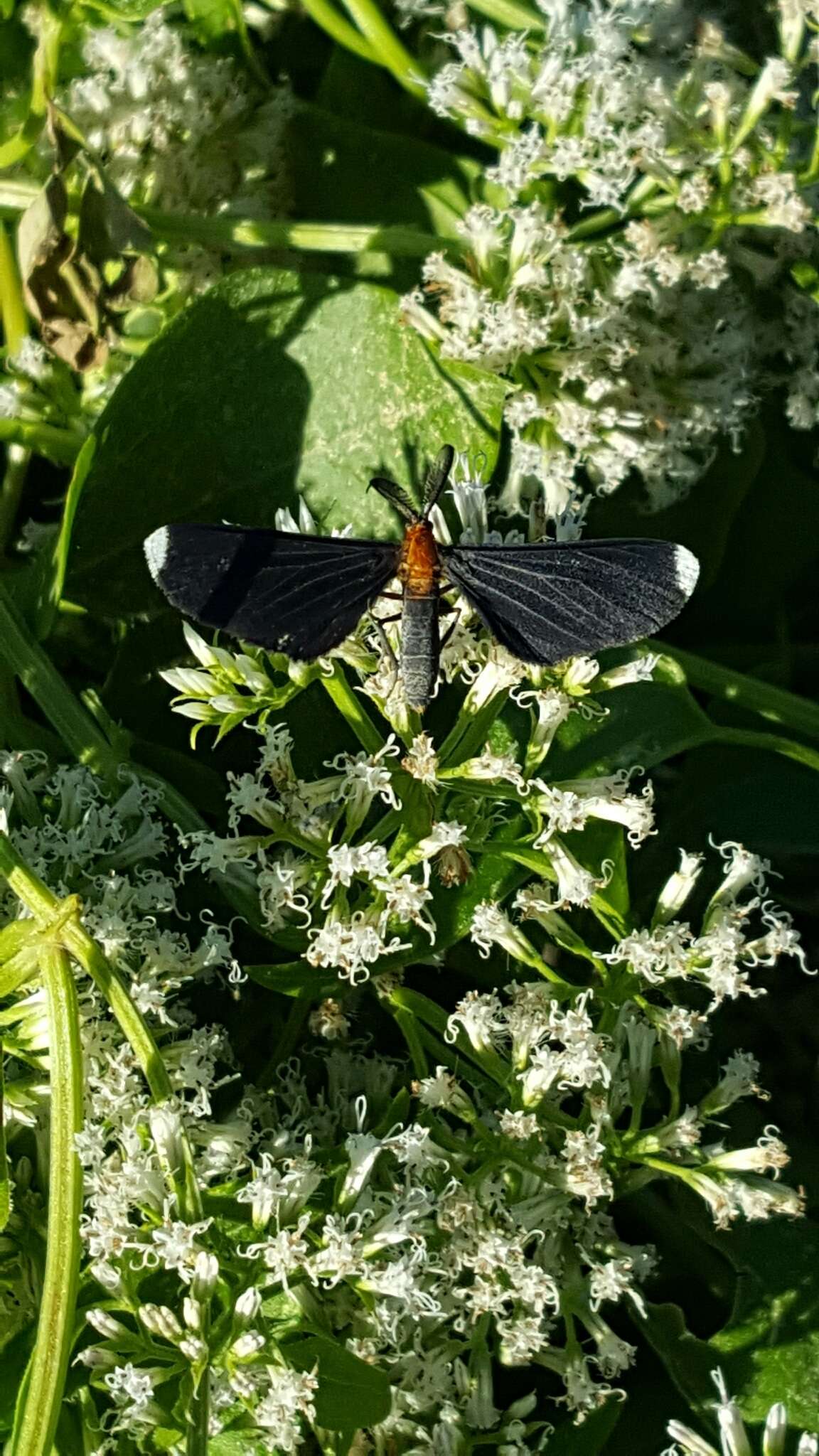 Image of White-tipped Black