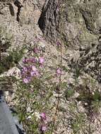 Image of thicket globemallow