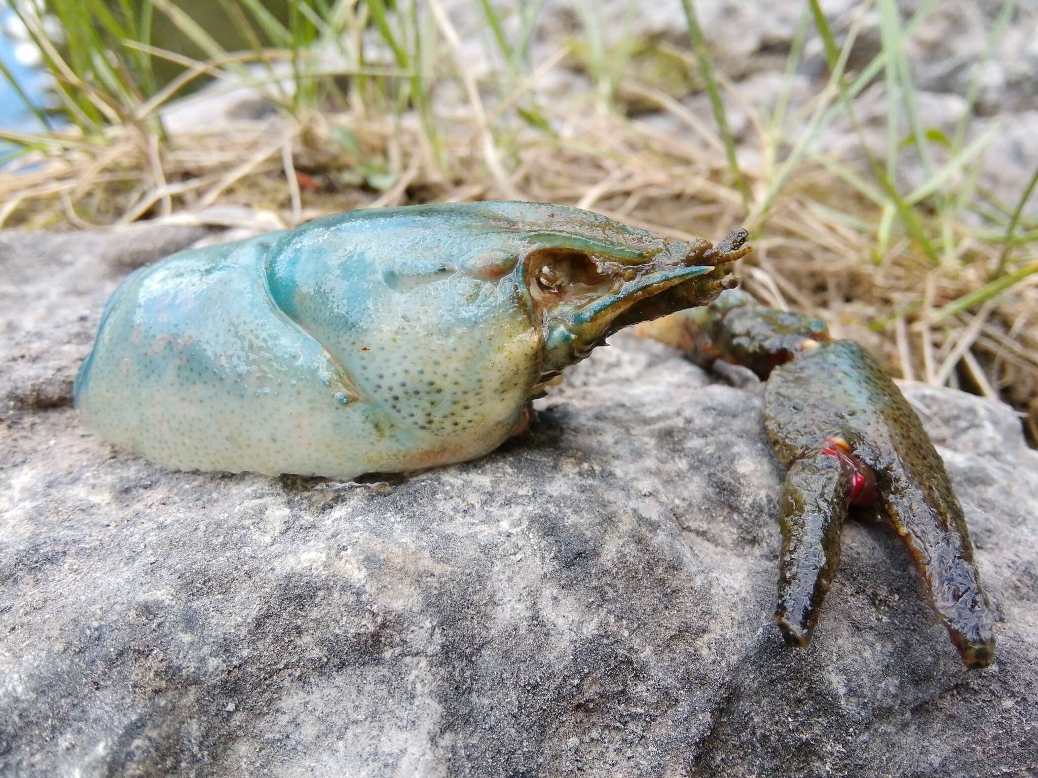 Image of Broad-clawed Crayfish
