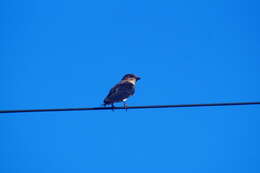 Image of Gray-breasted Martin