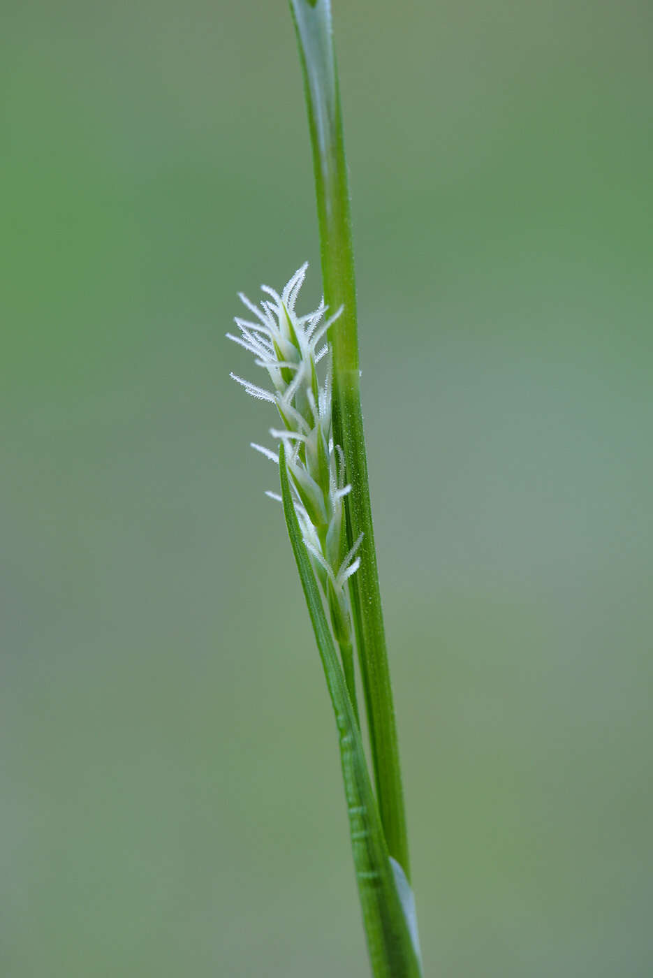 Image of Sheathed sedge