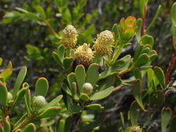 Imagem de Leucadendron muirii Phillips