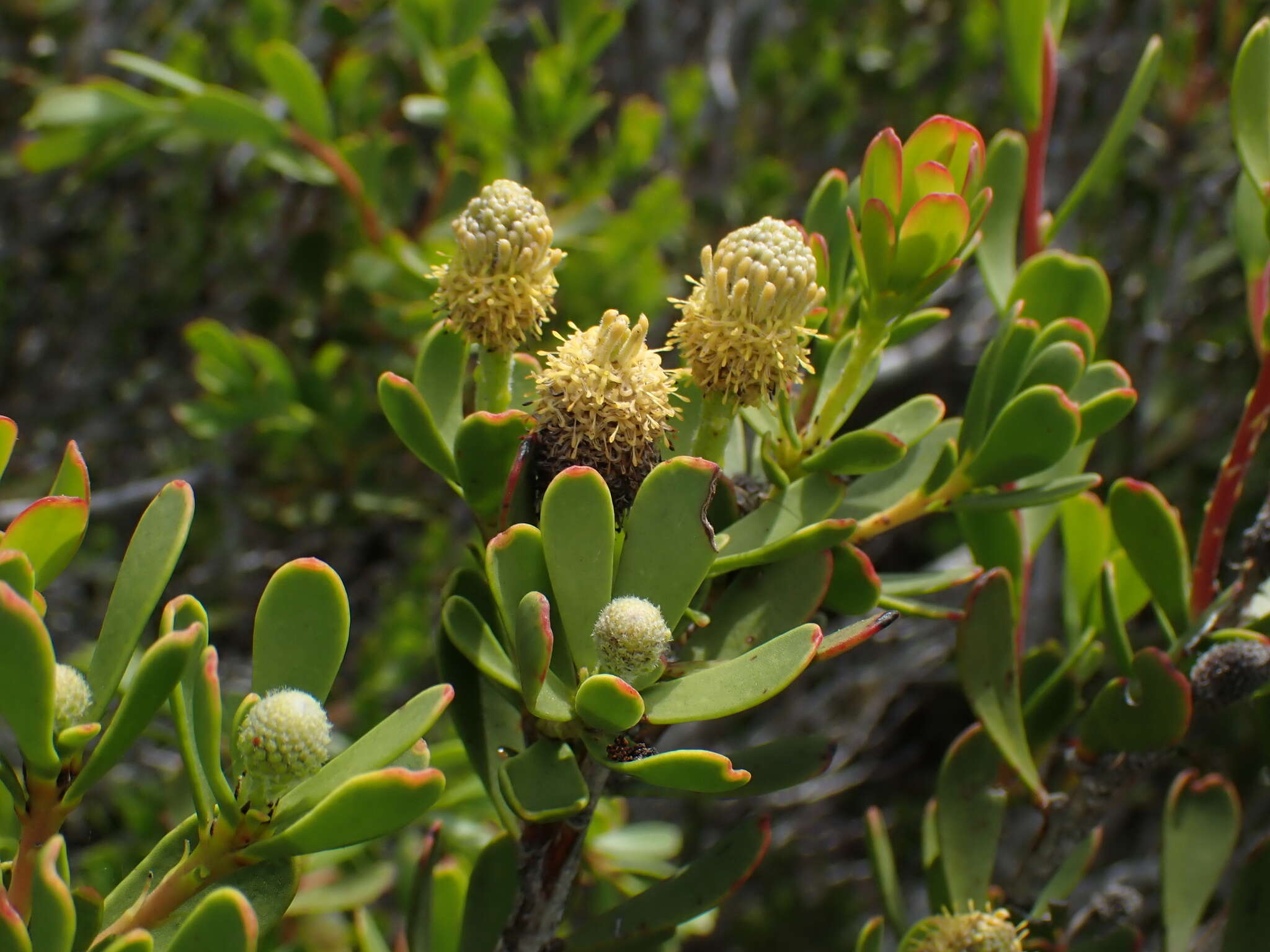 Imagem de Leucadendron muirii Phillips