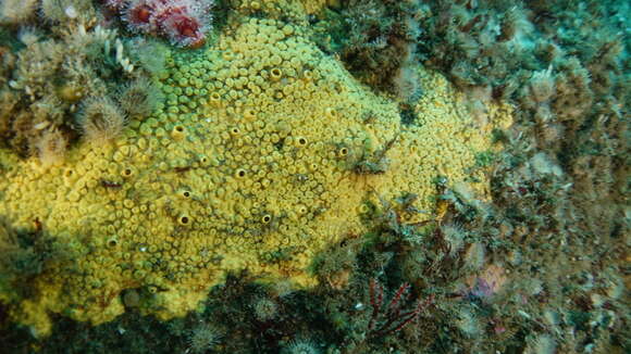 Image of California boring horny sponge