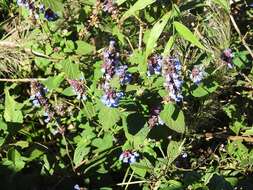 Image de Salvia mocinoi Benth.