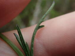 Image of Senecio burchellii DC.