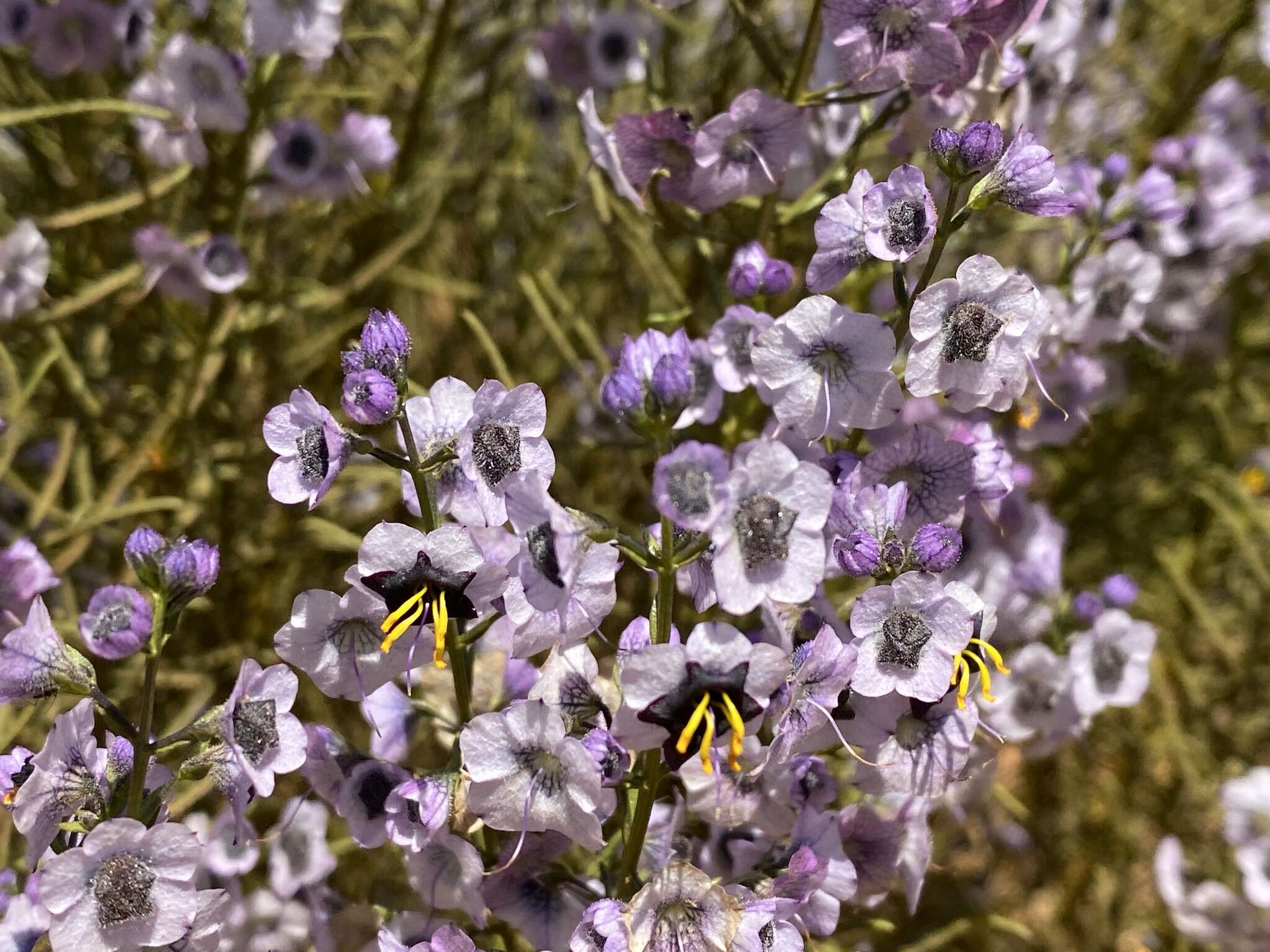 Image of Cyanostegia