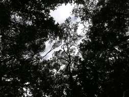 Image of Olea capensis subsp. macrocarpa (C. H. Wright) I. Verd.