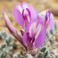 Image of cobblestone milkvetch