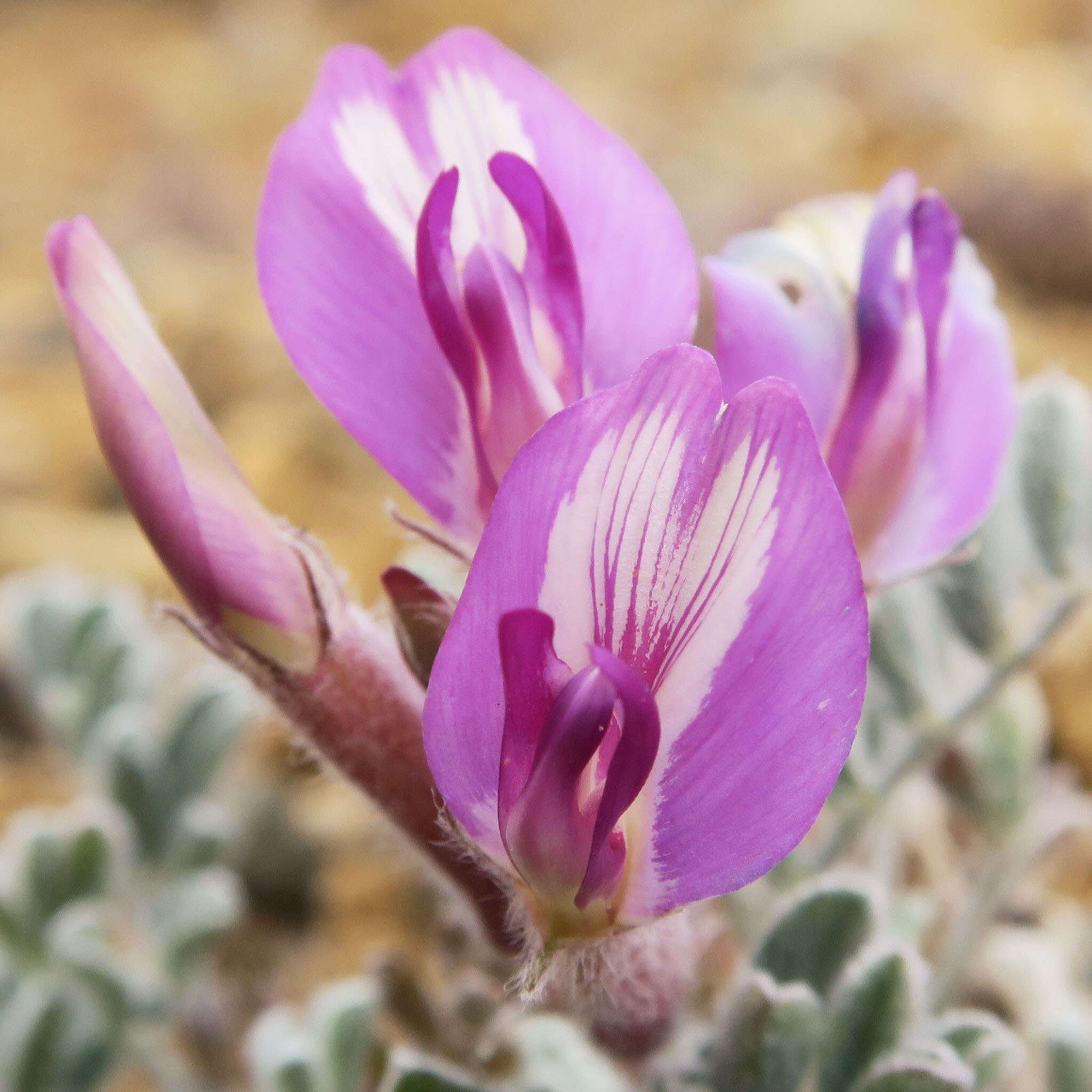 Image of cobblestone milkvetch